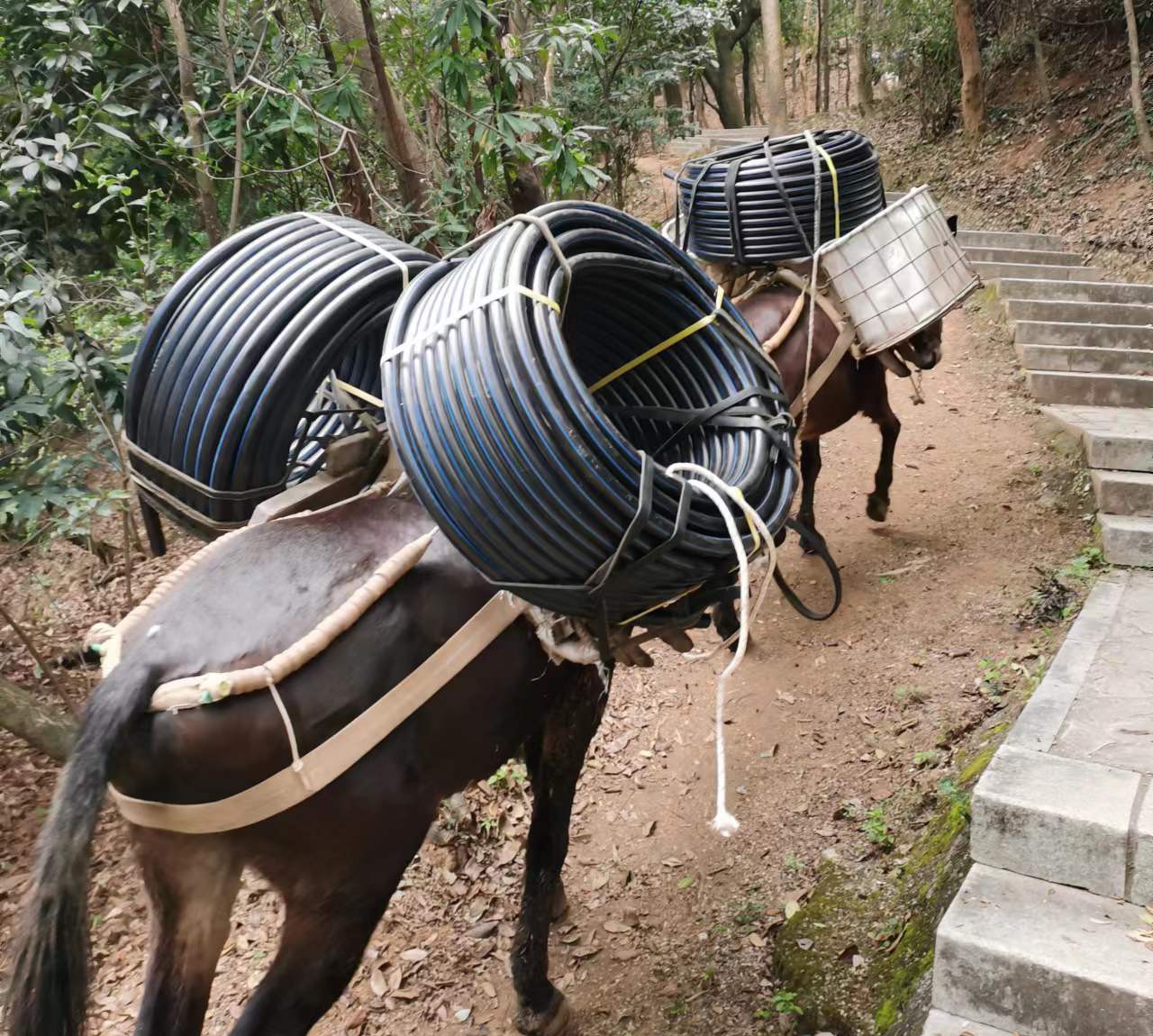 增城区马帮运输