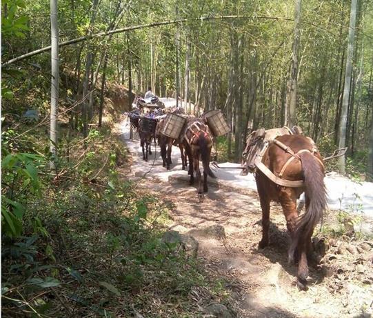 增城区马帮运输电话