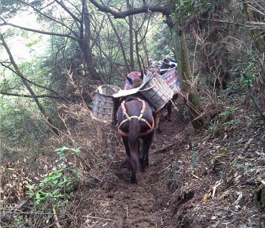 增城区马帮运输公司