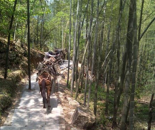 增城区山路马队运输