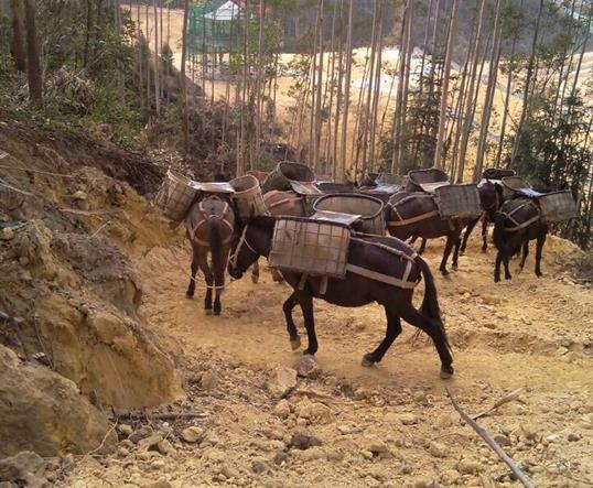 增城区山区马队运输