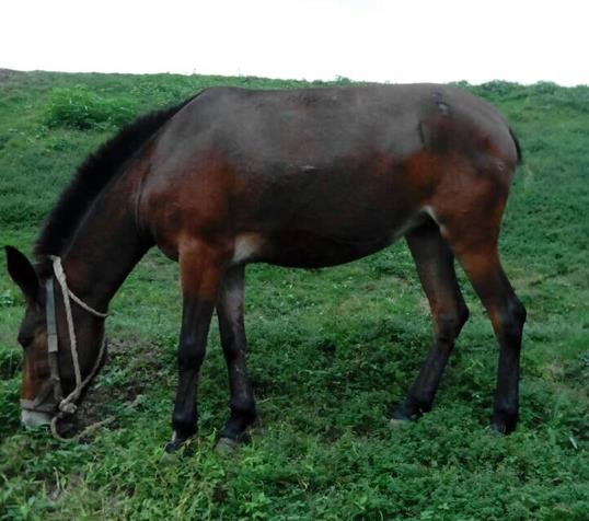 增城区骡马搬运