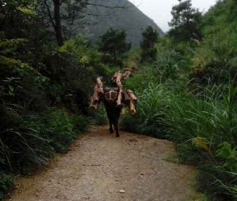 增城区骡马运输