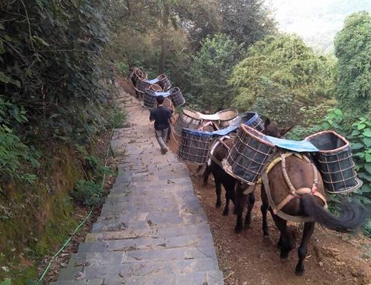 增城区骡马运输电话