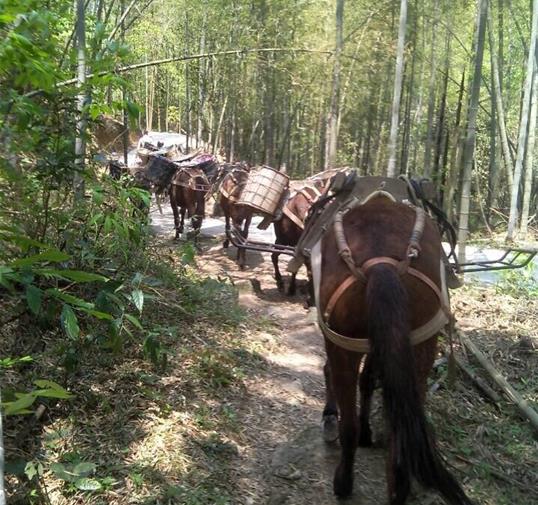 增城区骡马运输公司