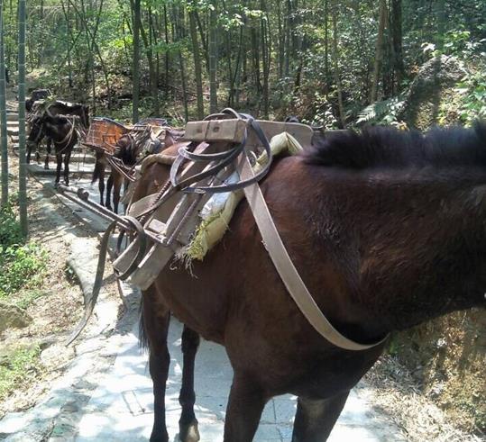 增城区山路骡马运输