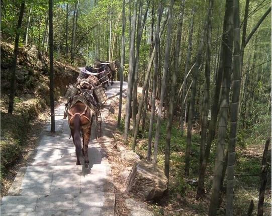 增城区山区骡马运输