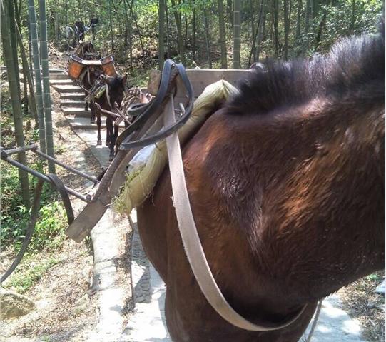 增城区骡马队运输
