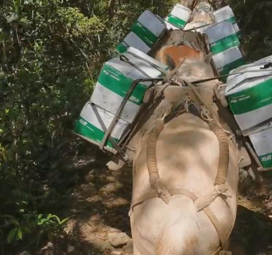 增城区骡马山路运输