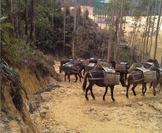 增城区马帮山路运输