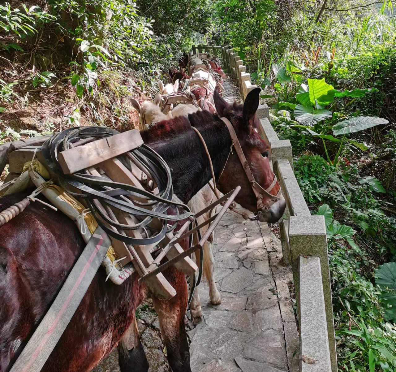 增城区马队运输