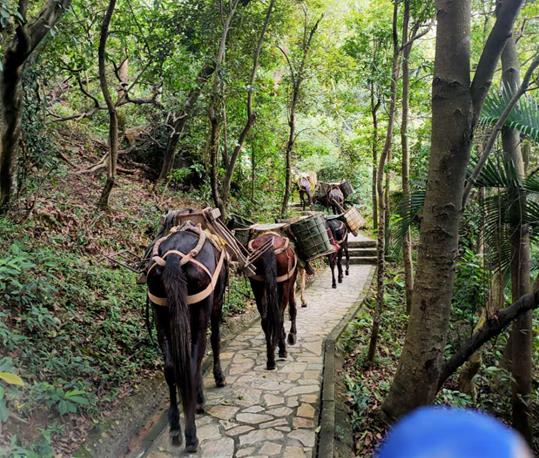 增城区马队运输电话