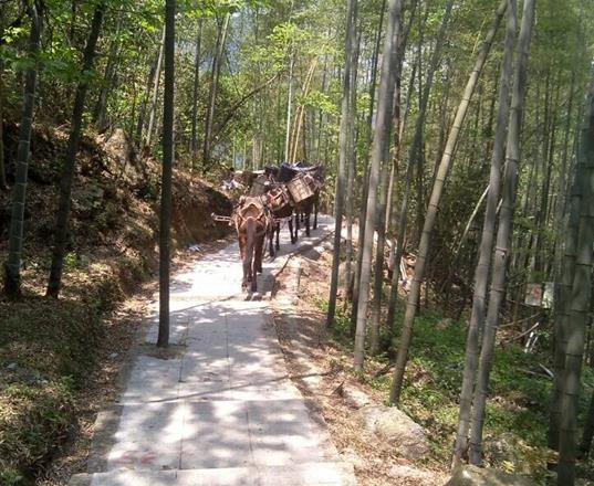 增城区马队运输公司