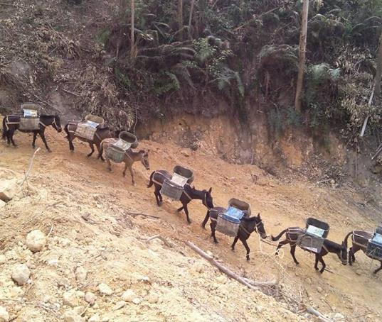 增城区山路马帮运输